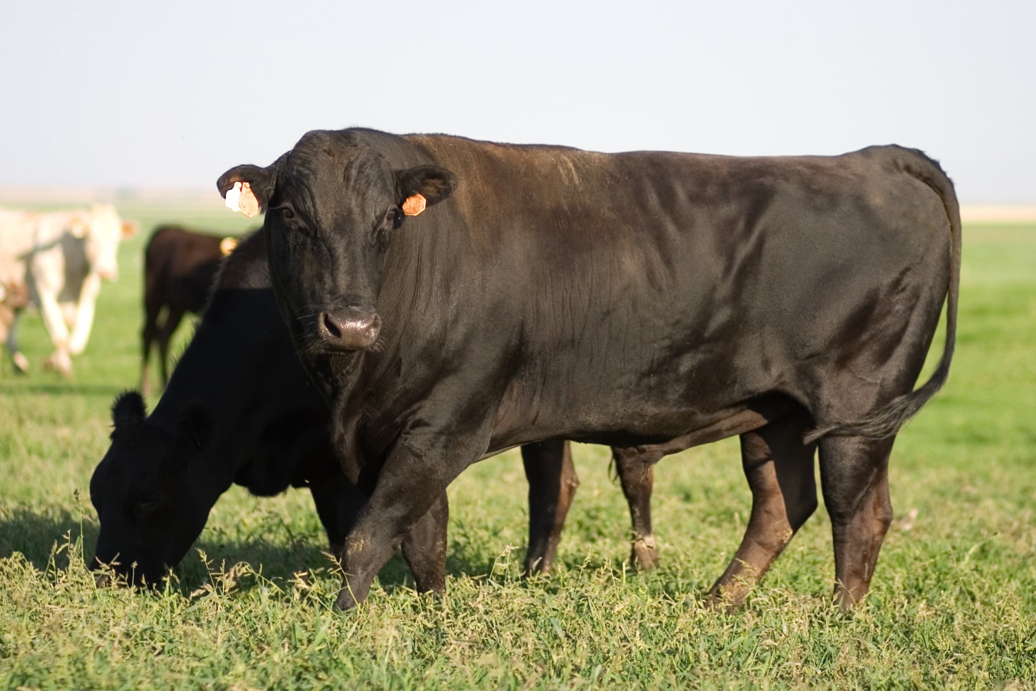 Working animal, Dairy cow, Natural landscape, Plant, Fawn, Grass