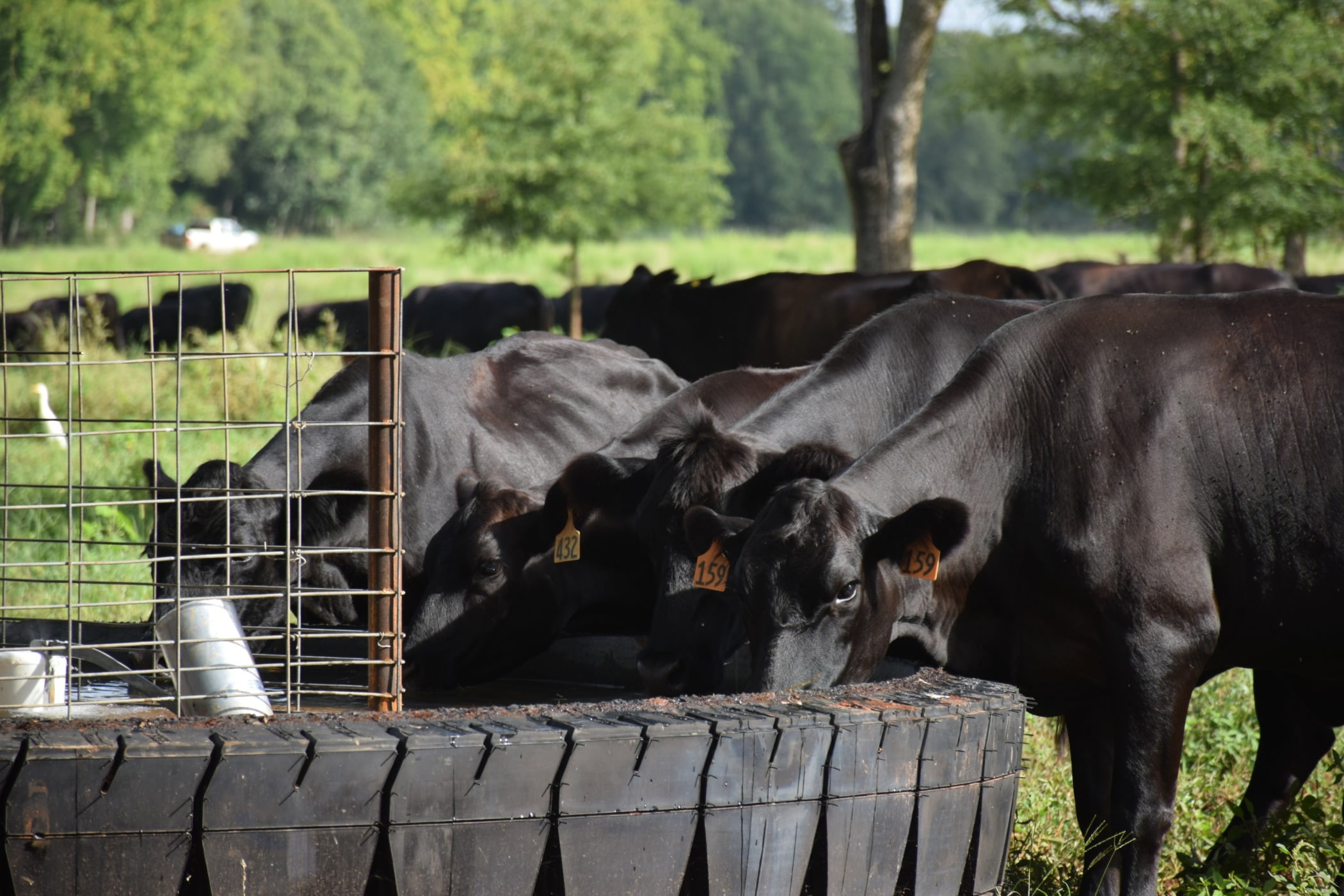 Working animal, Dairy cow, Plant, Tree, Grass, Wood, Grazing
