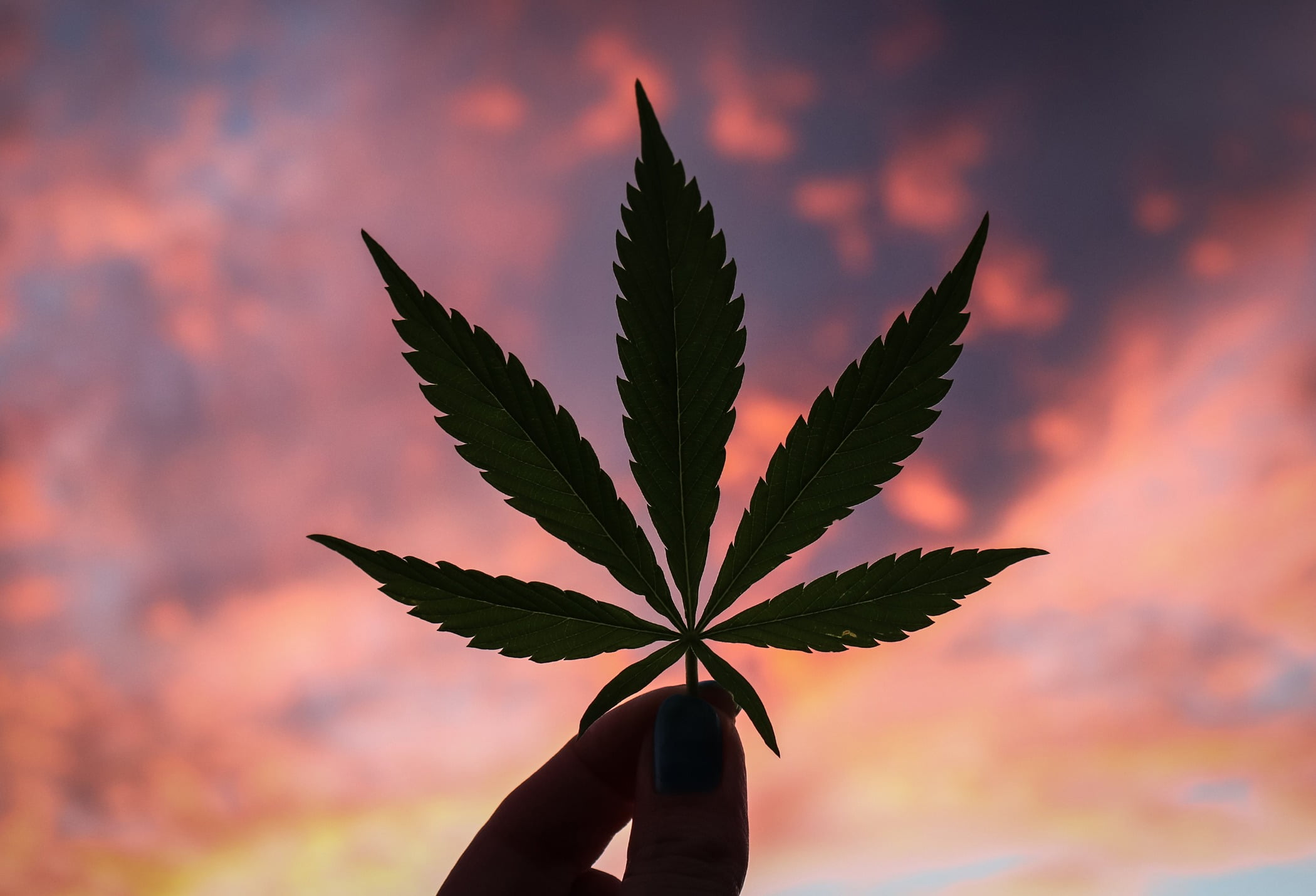 Cannabis Plant Silhouette