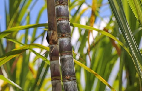 Terrestrial plant, Botany, Twig, Arecales, Wood, Tree, Trunk, Grass