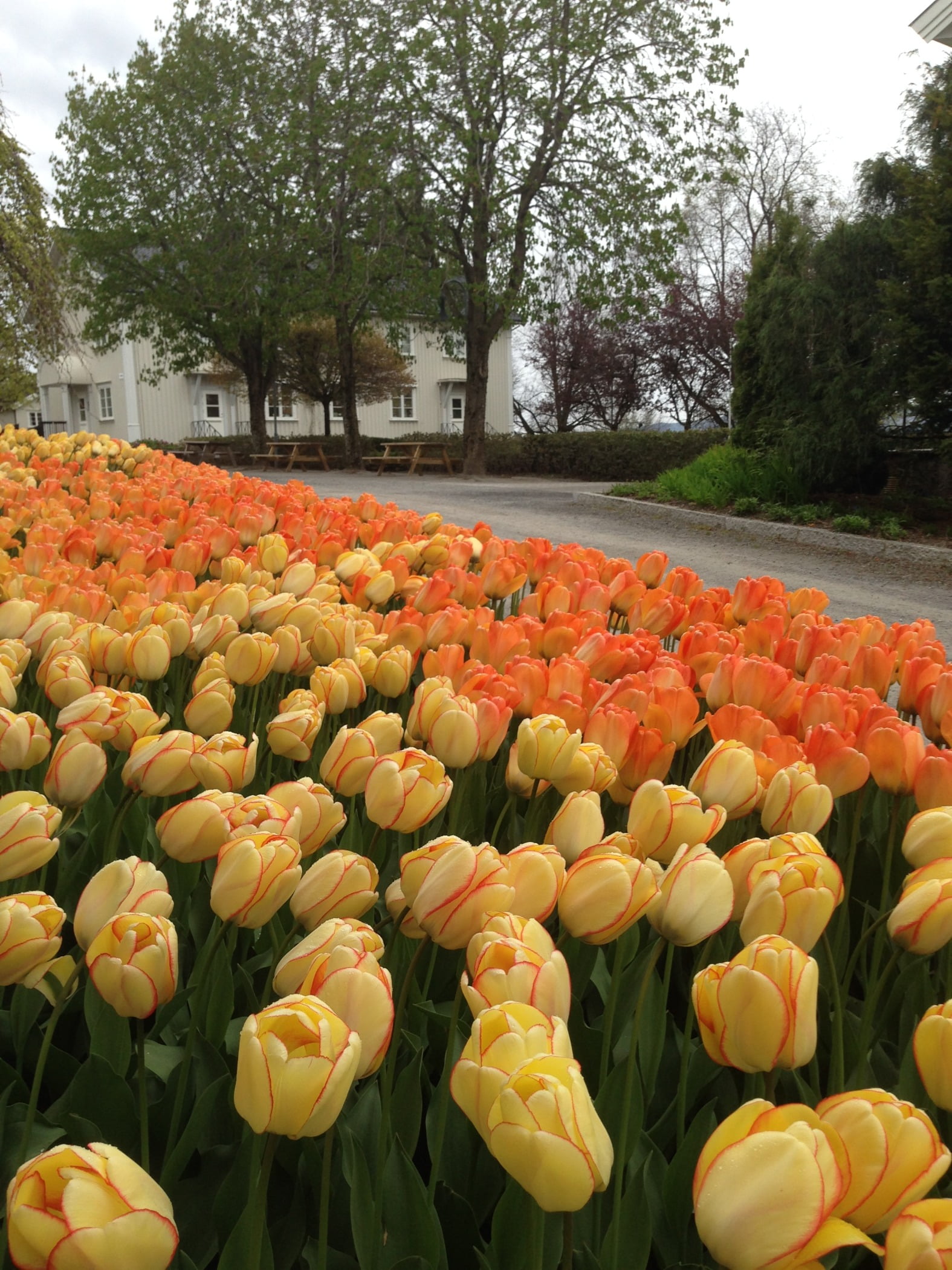 Natural environment, Botany, Orange, Garden, Leaf, Tree, Flower, Petal, Yellow, Plant