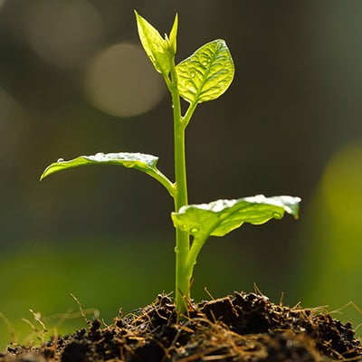 Terrestrial plant, Flower, Twig