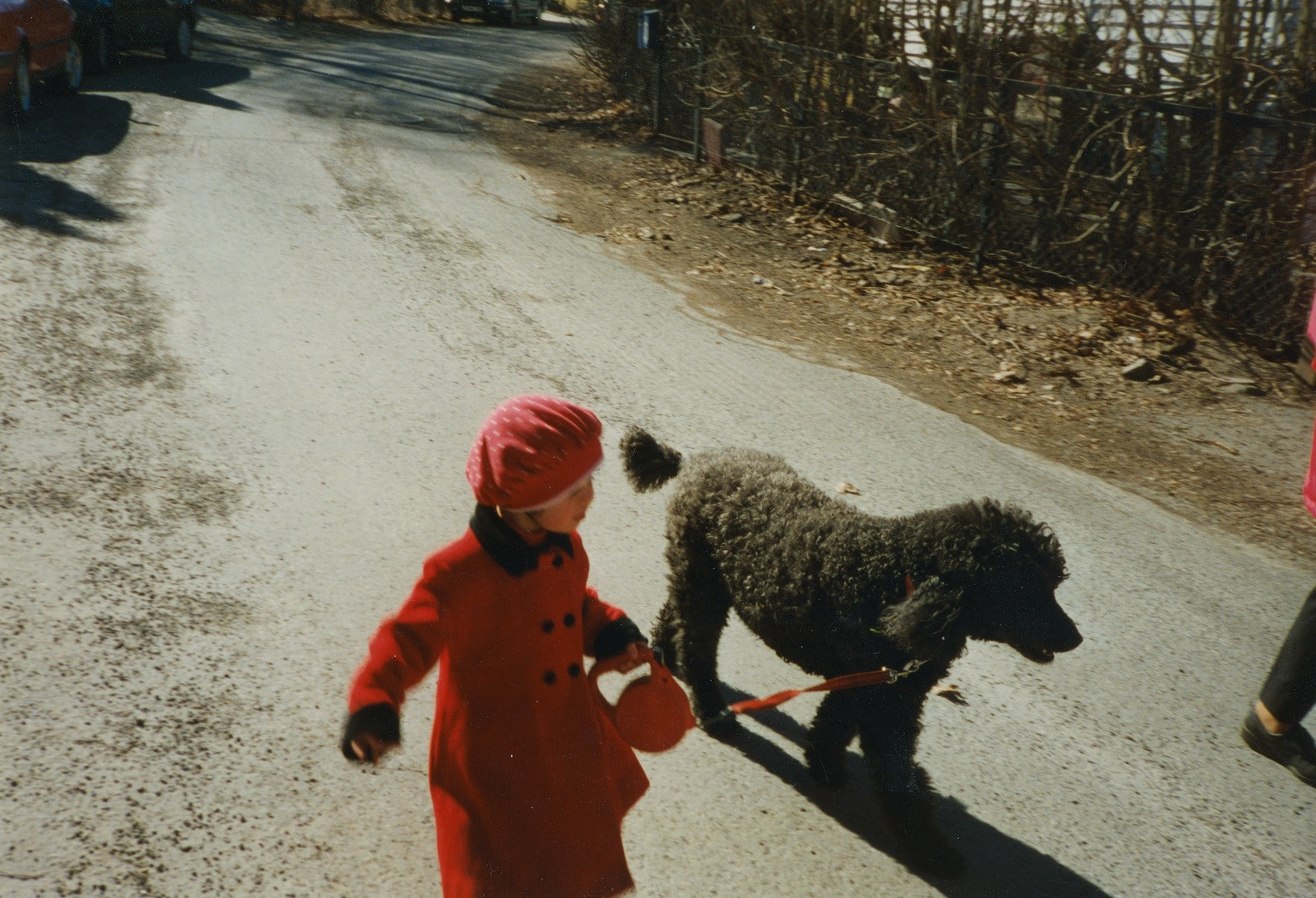 Standard Poodle, Canidae, Dog