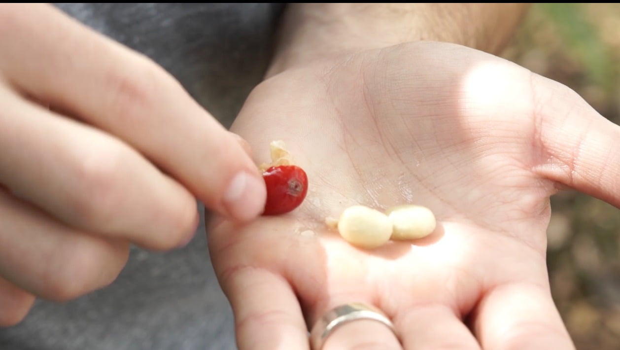 Berry, Thumb, Fruit, Ingredient, Nail, Produce, Hand, Skin, Finger, Human